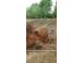 Vand trei vacute scotiene alte animale de companie 916098 poza 2